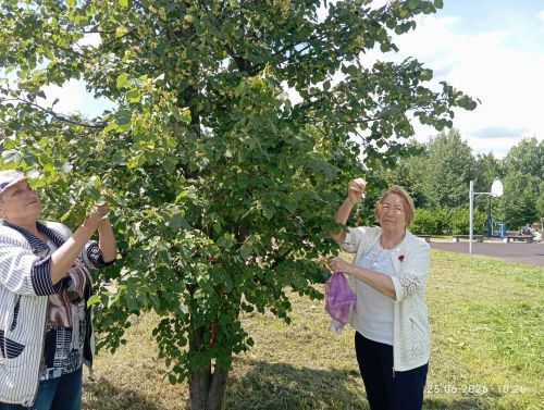 Аромат лета для защитников: в Нурлате заготовили липовый чай для бойцов
