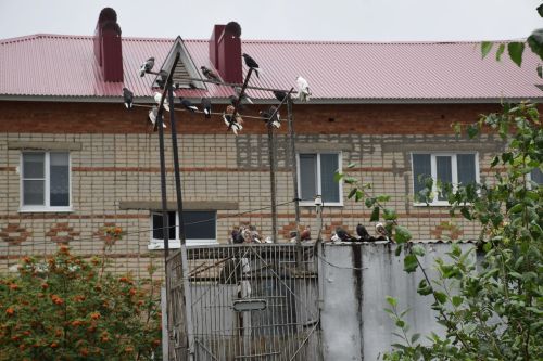 Голубь в дымоходе привёл к газовому отравлению семьи в Нурлате