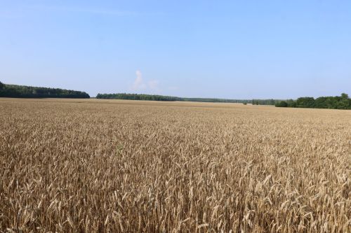 В Нурлатском районе стартовала уборочная кампания