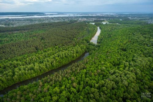 В Татарстане создано почти 2,4 тыс. км новых лесных барьеров от огня