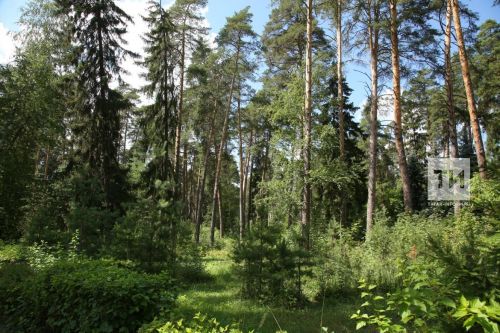 Около тысячи добровольцев охраняют леса Татарстана от пожаров