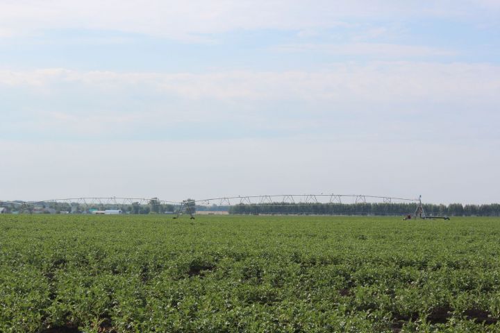 В КФХ «Сулейманов А.И.» картофель выращивают с использованием оросительной системы