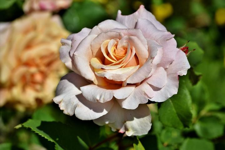 Как укрыть розы на зиму, простой и надежный способ упрятать розы от морозов