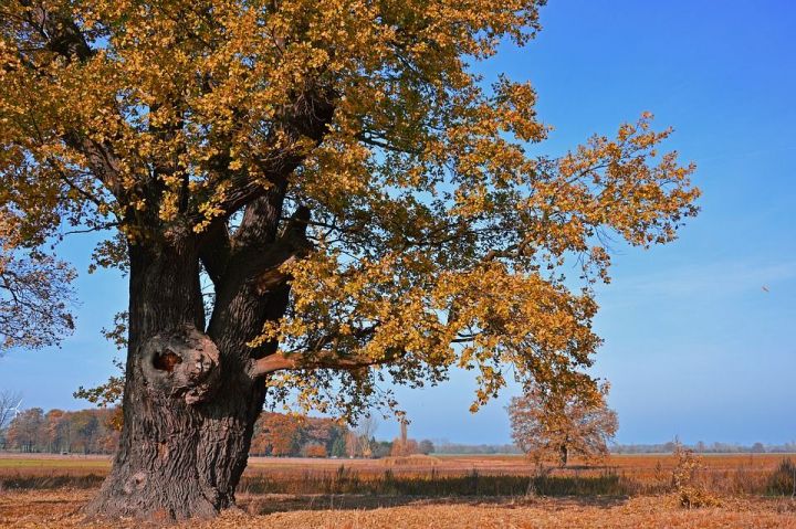 Жители Татарстана могут проголосовать за российский дуб на сайте конкурса «Европейское дерево года – 2019»