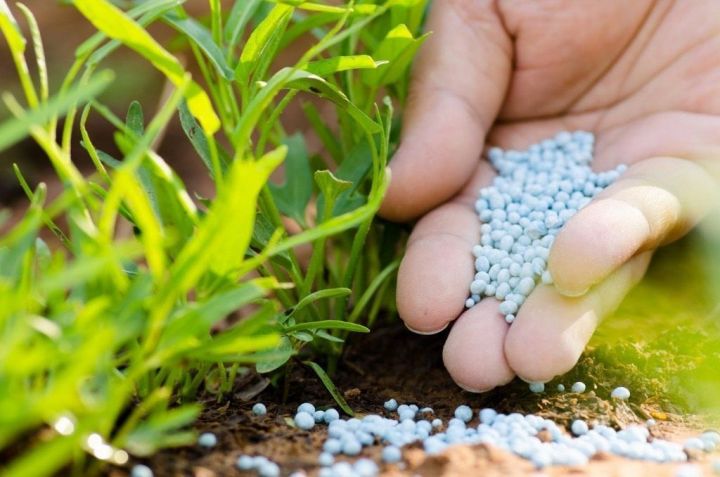 Сельхозпроизводители Татарстана имеют возможность получить субсидии на приобретение минеральных удобрений