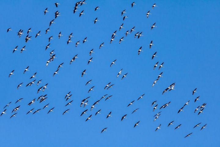 Нурлатцы отмечают Всемирный день перелетных птиц