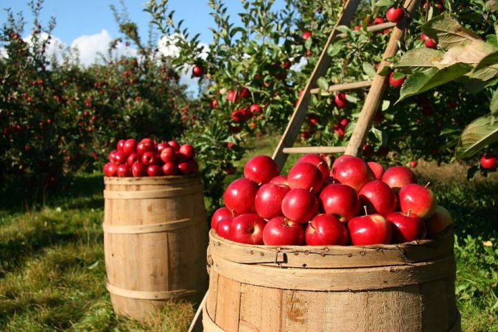 Яблочный спас: народные приметы на 19 августа