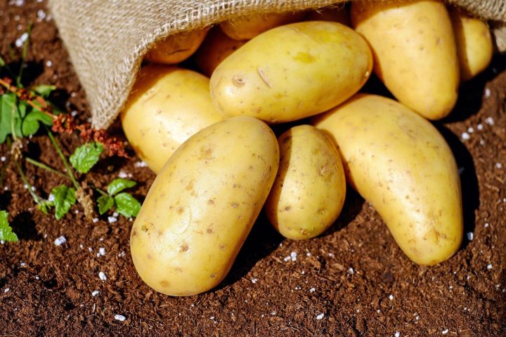 В Татарстане завершили уборку картофеля