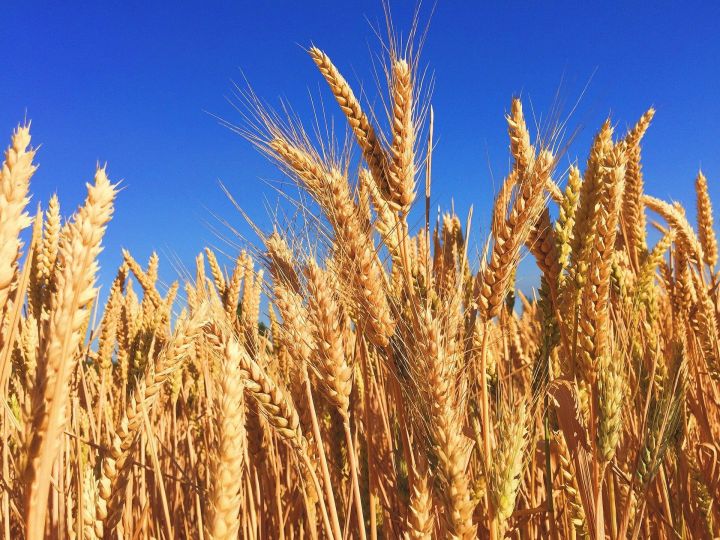 К 100-летию ТАССР ученые РТ вывели новый сорт пшеницы