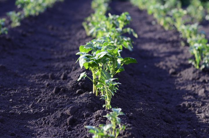 Дела огородные: когда сажать картофель урожая 2020 года