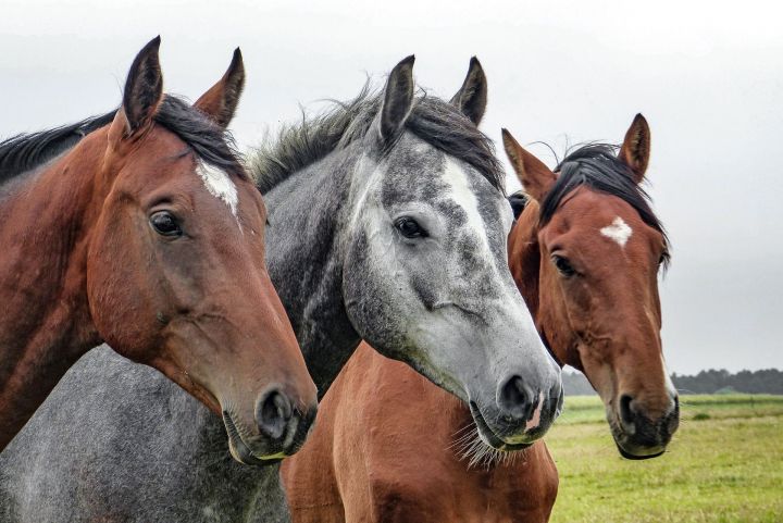 Нурлатские фермеры могут получить субсидии на приобретение татарской породы лошадей и в 2020 году