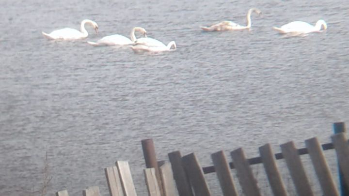 Лебеди прилетели в Курманаево