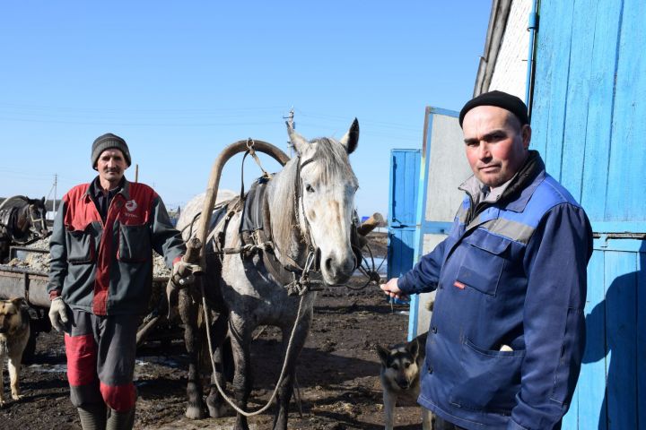 На ферме хозяйства «Аграрий» села Егоркино содержится более 500 голов крупного рогатого скота