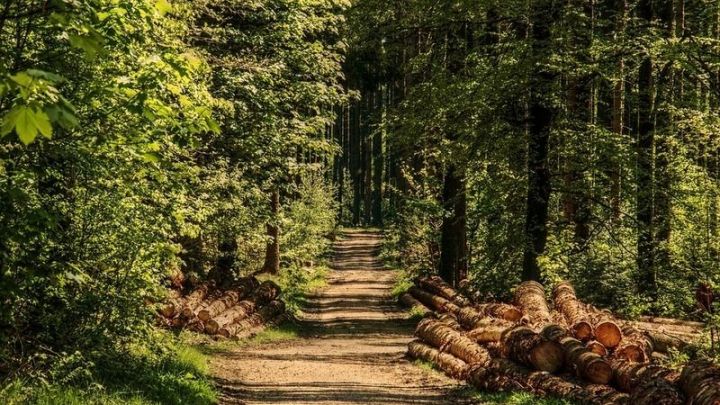 Около 500 000 деревьев лесоводы республики высадят в память по погибшим воинам Великой Отечественной войны