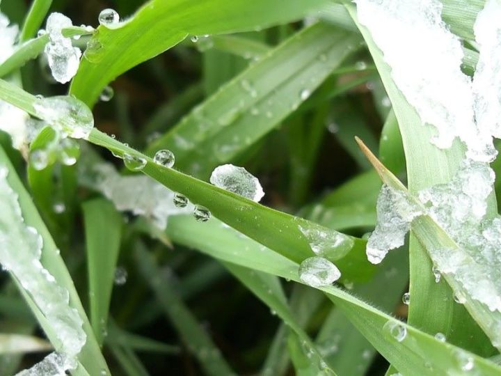 Внимание нурлатских огородников: в ночь 22 мая ожидаются заморозки на почве  до -1 градуса
