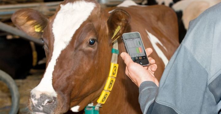 В РТ запускается пилотный проект на внедрение единой идентификации крупного рогатого скота