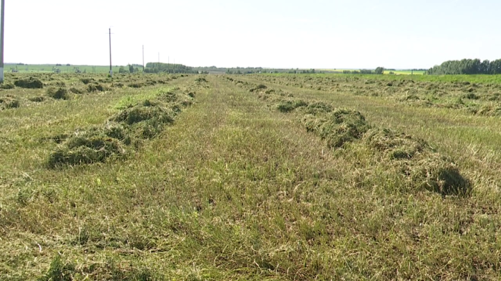 Многолетние травы в Нурлатском районе - на более 10 тысячах гектарах