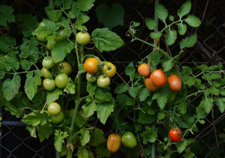 Клуб «Зеленая грядка» дает рекомендации по профилактике заболеваний у растений