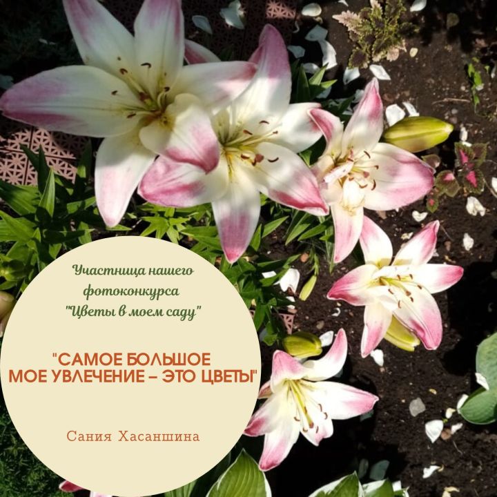 Участница нашего фотоконкурса «Цветы в моем саду»: "Самое большое мое увлечение – это цветы"