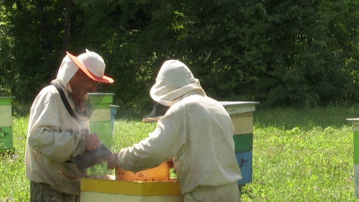 На пасеке Чулпановского лесничества начали выкачивать мед из сотов