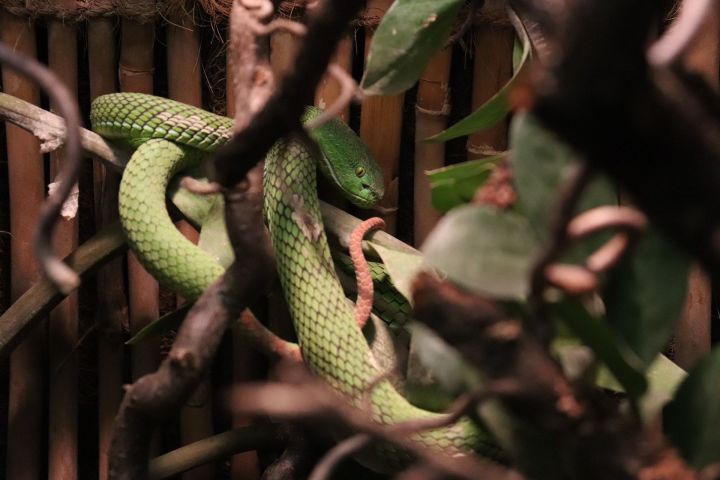 Нурлатцев просят соблюдать осторожность при выездах на природу, возможно появление змей