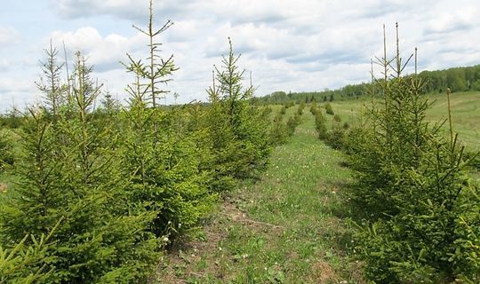 Нацпроект «Экология»: В Татарстане в 2020 году восстановлено около 40 % лесных массивов от запланированных 2480 га  площадей