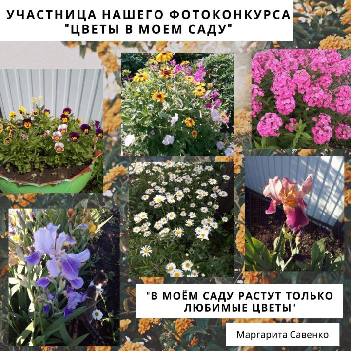 Участница нашего фотоконкурса «Цветы в моем саду»: «В моём саду растут только любимые цветы»