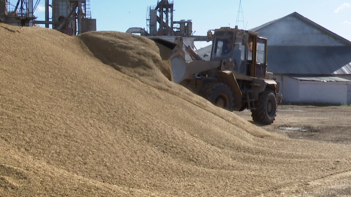 В Нурлатском элеваторе на сегодняшний день приняли более 60 тысяч тонн зерна