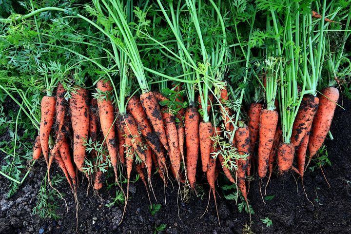 Нурлатцам раскрыли секрет о правильном хранении моркови на зиму в домашних условиях