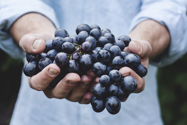 Не стоит злоупотреблять виноградом, он может быть опасен для здоровья человека