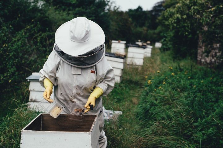 Нурлатских пчеловодов приглашают пройти бесплатные курсы по пчеловодству