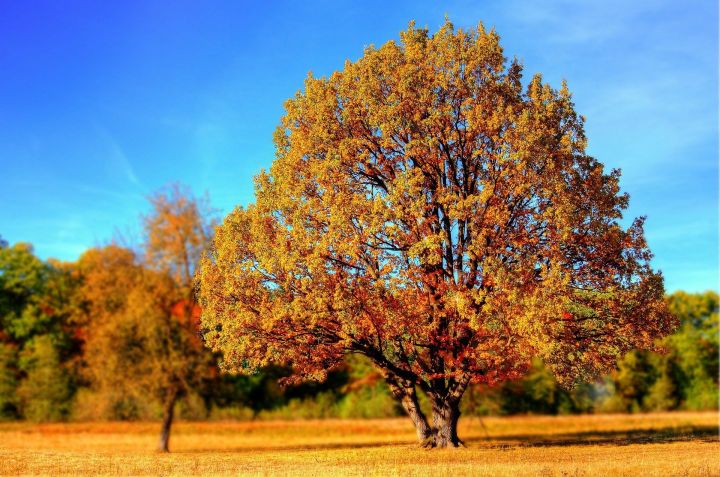 "Золотая осень" продолжает радовать нурлатцев хорошей погодой