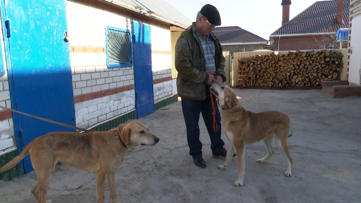 Житель Нурлата Юрий Федоров готовится к выставке охотничьих собак в г.Димитровград