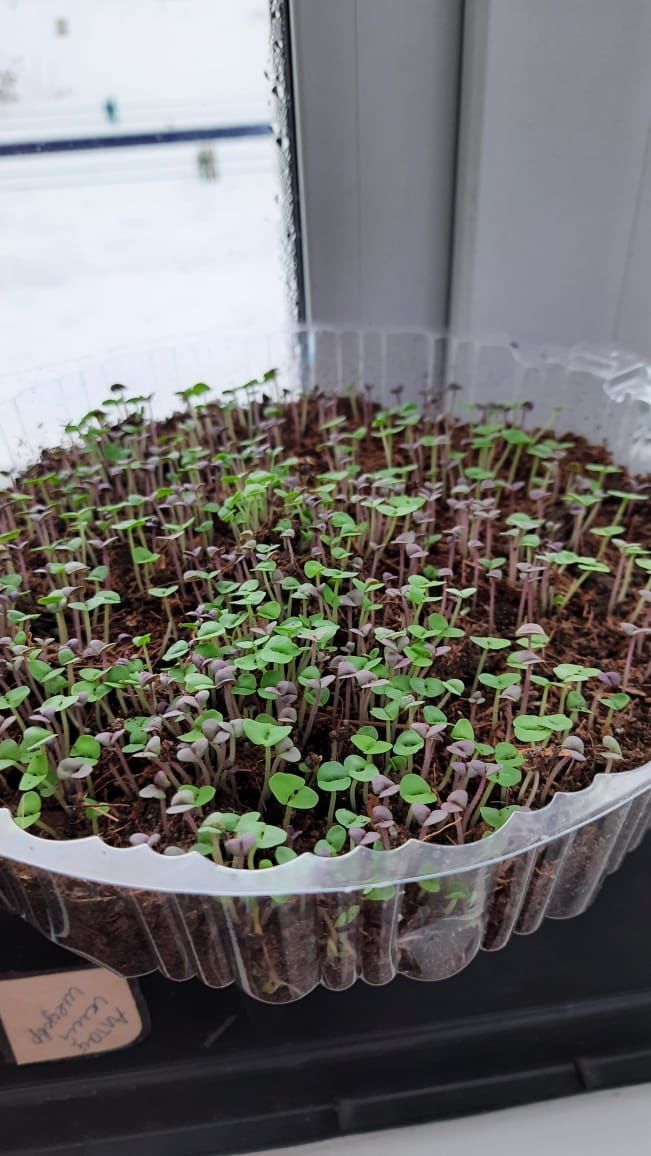 Нурлатцы зимой на подоконниках выращивают микрозелень