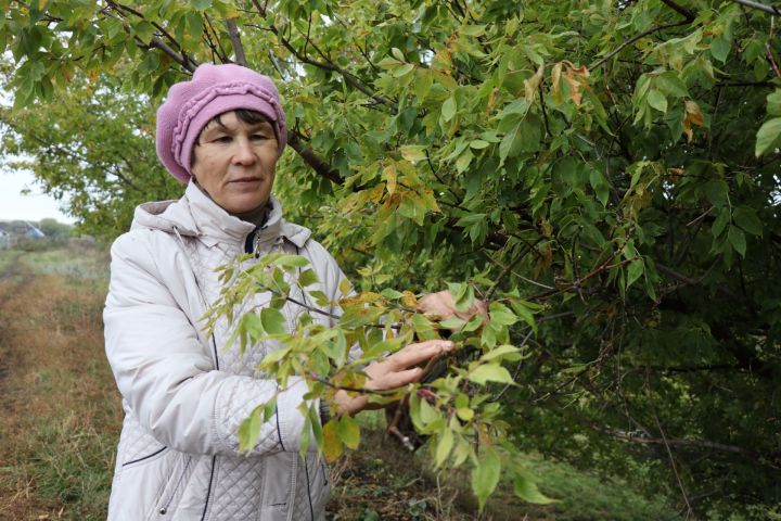 Алевтина Гаврилова из Нурлатского района трудится 35 лет в сельском хозяйстве