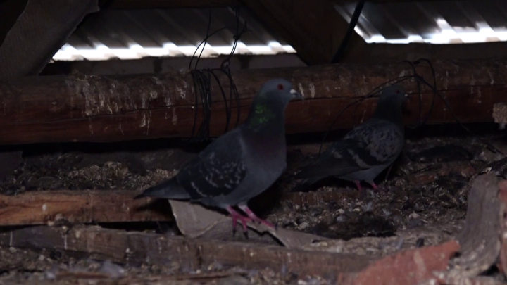 Жители дома № 9 по улице Нефтяников г.Нурлат обеспокоены соседством с голубями