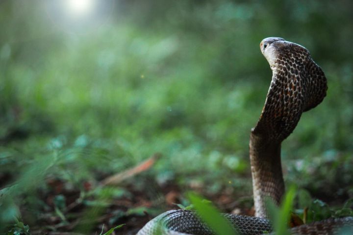 Нурлатцам рассказали об опасности встречи со змеями