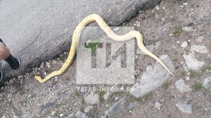 В Казани на одной из набережных прохожие нашли огромную змею