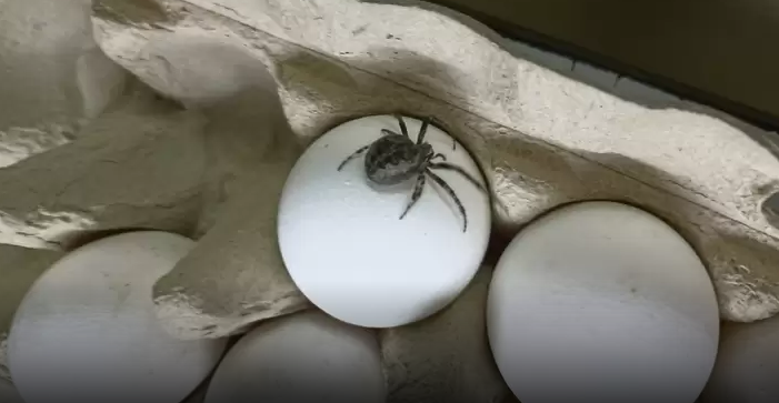 В Нижнекамске местная жительница обнаружила ядовитого паука в коробке покупных яиц&nbsp;