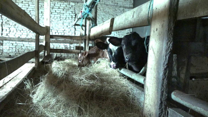 На семейных фермах Хуриных и Михайловых осваиваются субсидии по программе «Агростартап»