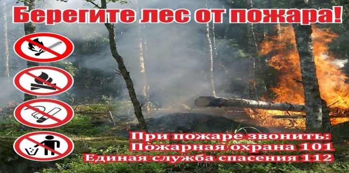 В семи районах Татарстана введены ограничения пребывания в лесах