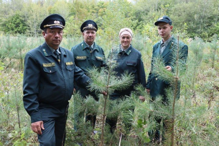 Нурлатские лесоводы встречают свой профессиональный праздник на рабочем месте