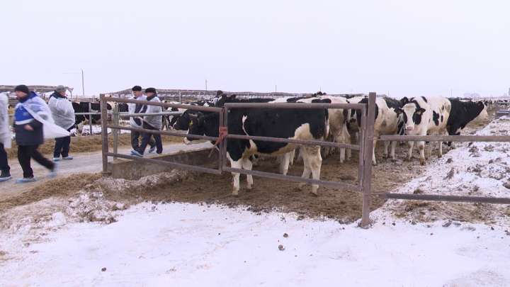 Аграрии Нурлата в этом году планируют разводить высокомаржинальное молочное стадо