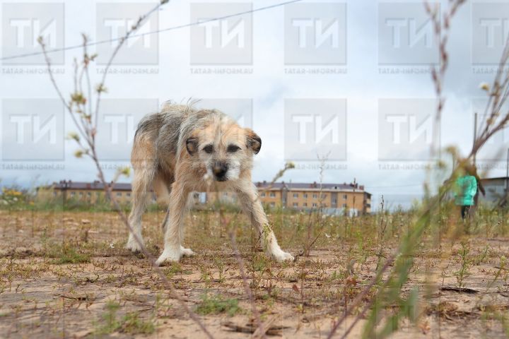 Компенсацию за нападение на ребенка бродячей собаки получила семья из Татарстана