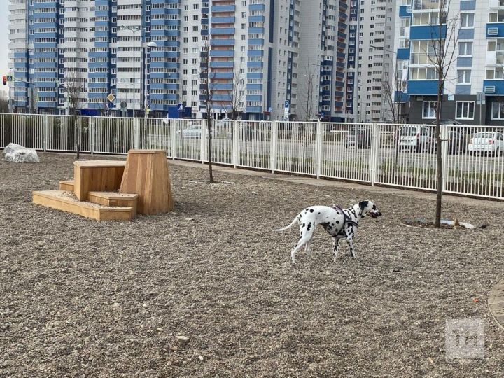 Новый блок о животных появился в голосовании по выбору пространства для благоустройства в 2024 году