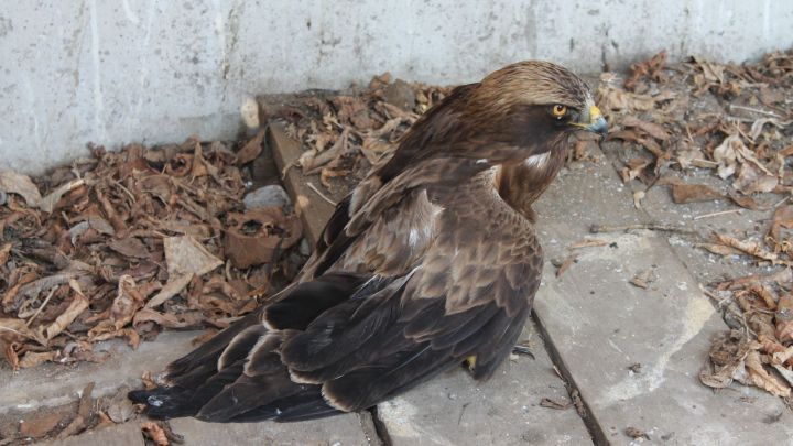 В Спасском районе Татарстана спасли краснокнижного орла-карлика со сломанным крылом