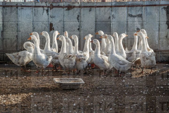 Птичий грипп может вернуться
