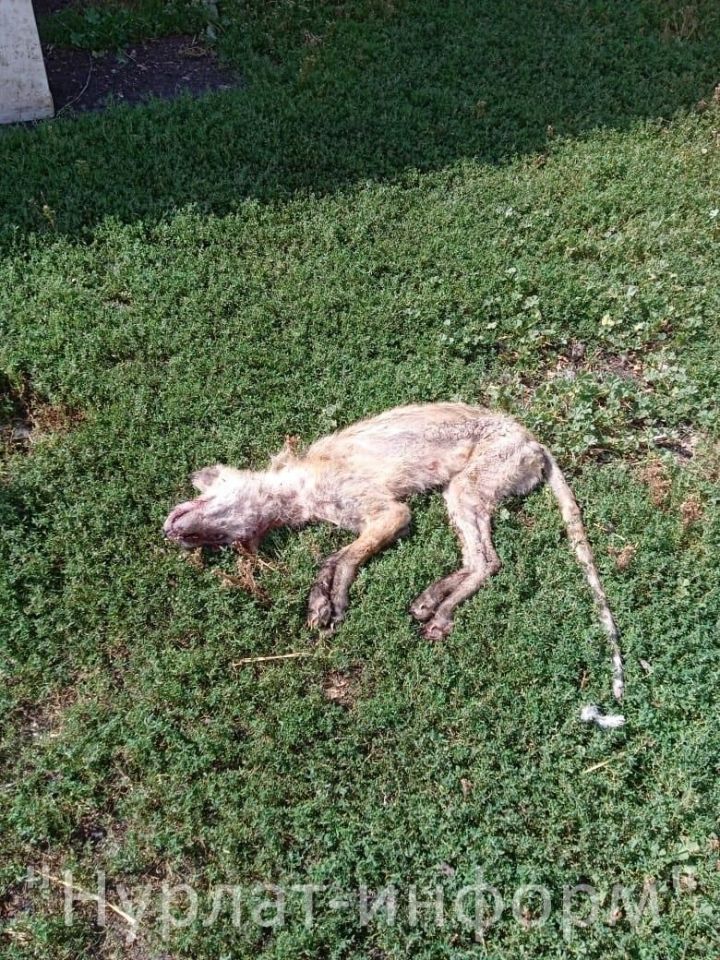 В Нурлатском районе убили существо, похожее на «чупакабру»