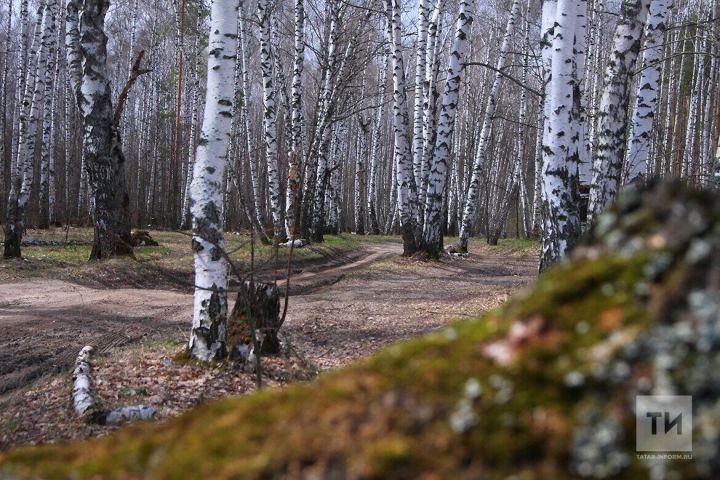 Штормовое предупреждение о высокой и чрезвычайной пожарной опасности лесов на территории Республики Татарстан