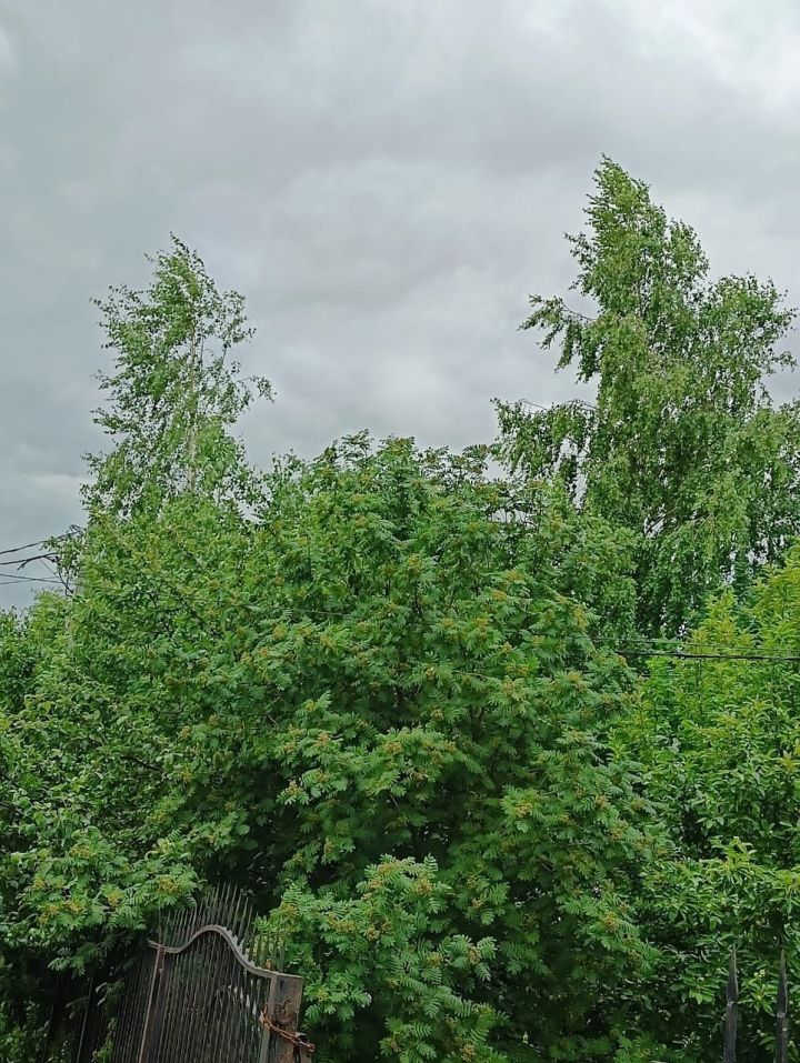 В Татарстане 26 июня ожидается сильный ветер